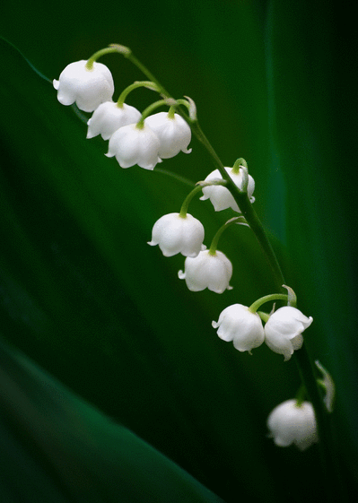 Carte Muguet 1er Mai : Envoyer une Carte 1er Mai dès 0,99 